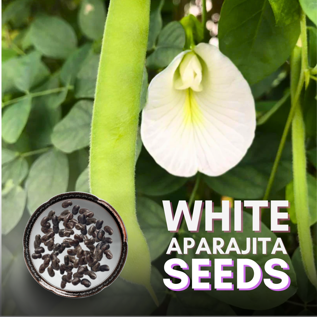 clitoria plant seeds Clitoria Ternatea Aparajita Butterfly Pea or White Clitoria Flower 25 – GreenParadiseLive