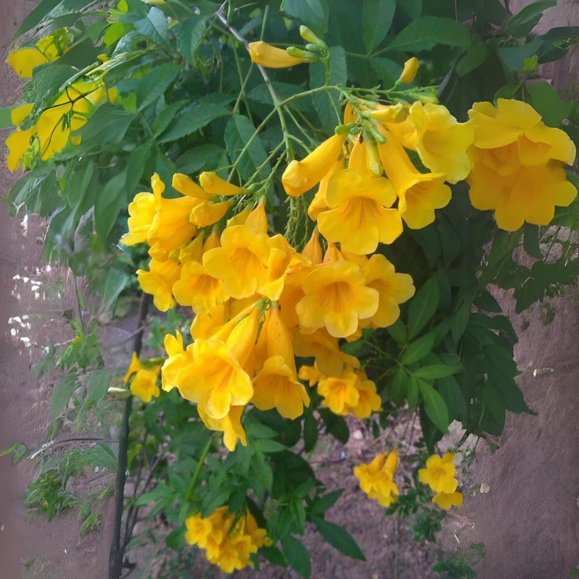 Yellow Tecoma Live plant