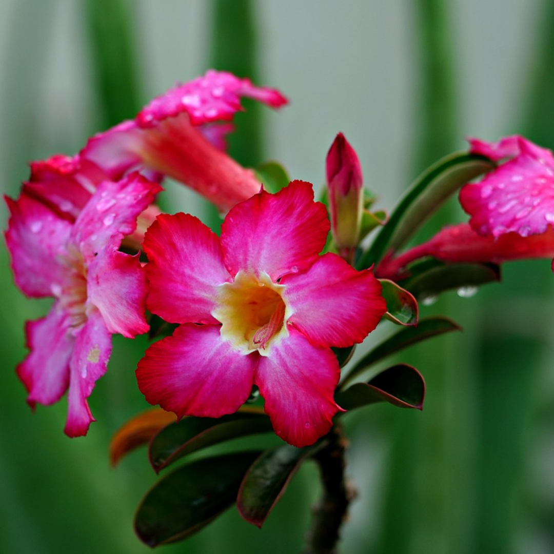 Green Paradise Adenium Plant Pink white Mix Color FLowering With Pot