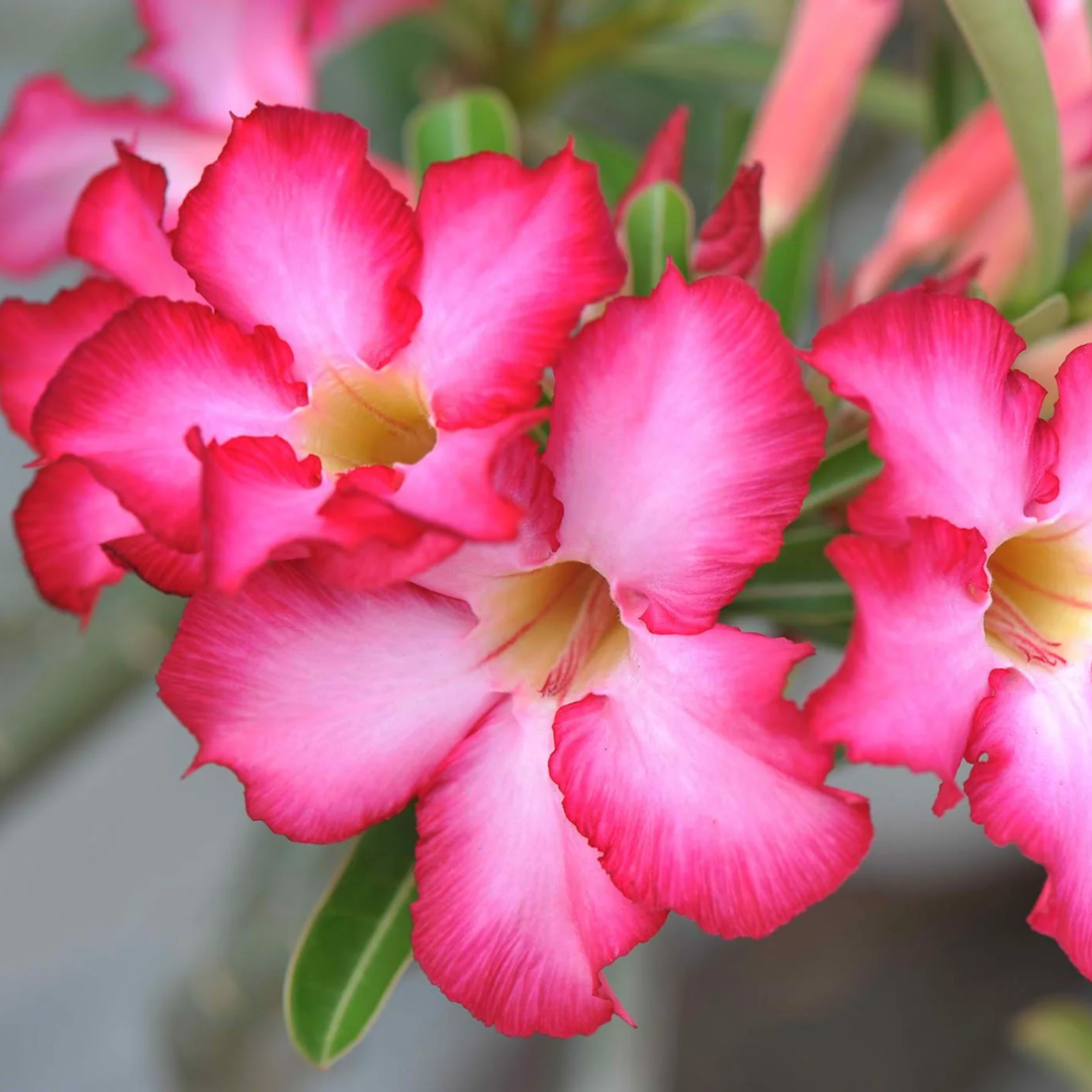 Green Paradise Adenium Plant Pink white Mix Color FLowering With Pot