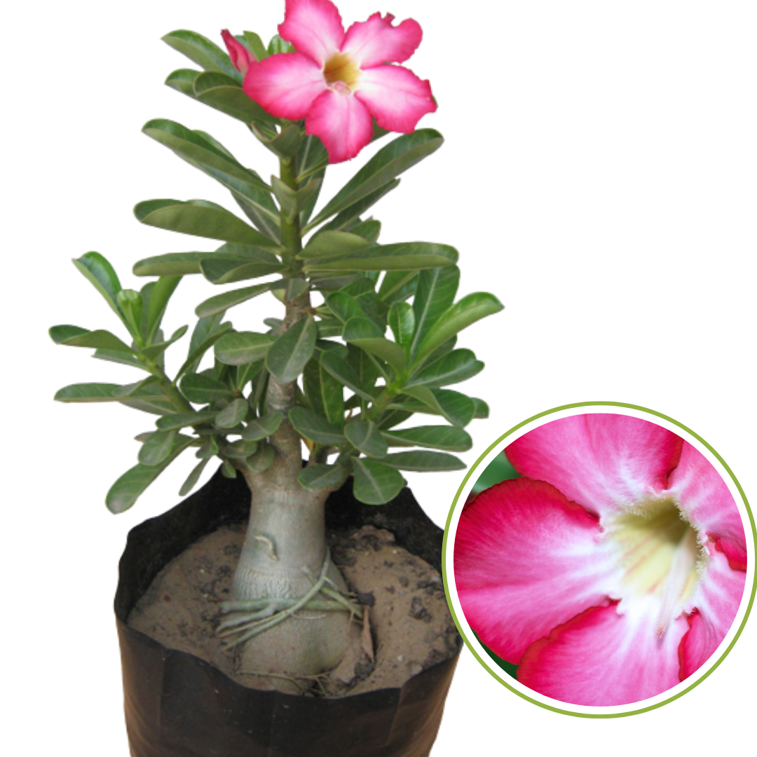 Green Paradise Adenium Plant Pink white Mix Color FLowering With Pot