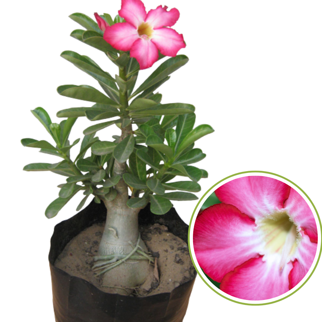 Adenium obesum / 10 seeds (Desert Rose, Sabi Star)