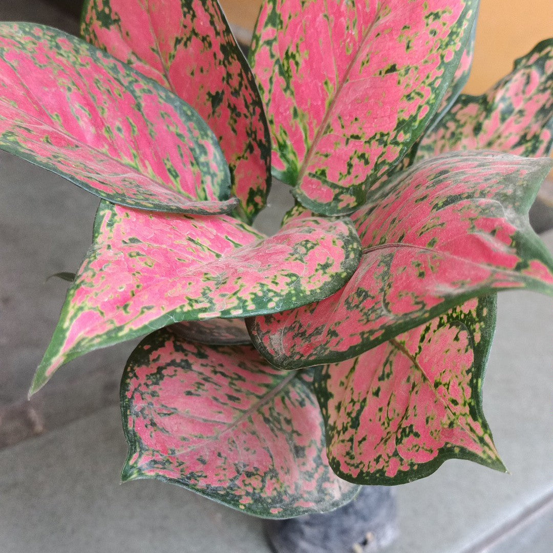 Aglaonema Rotundum 'Pink Dotted' Live Plant-Green Paradise