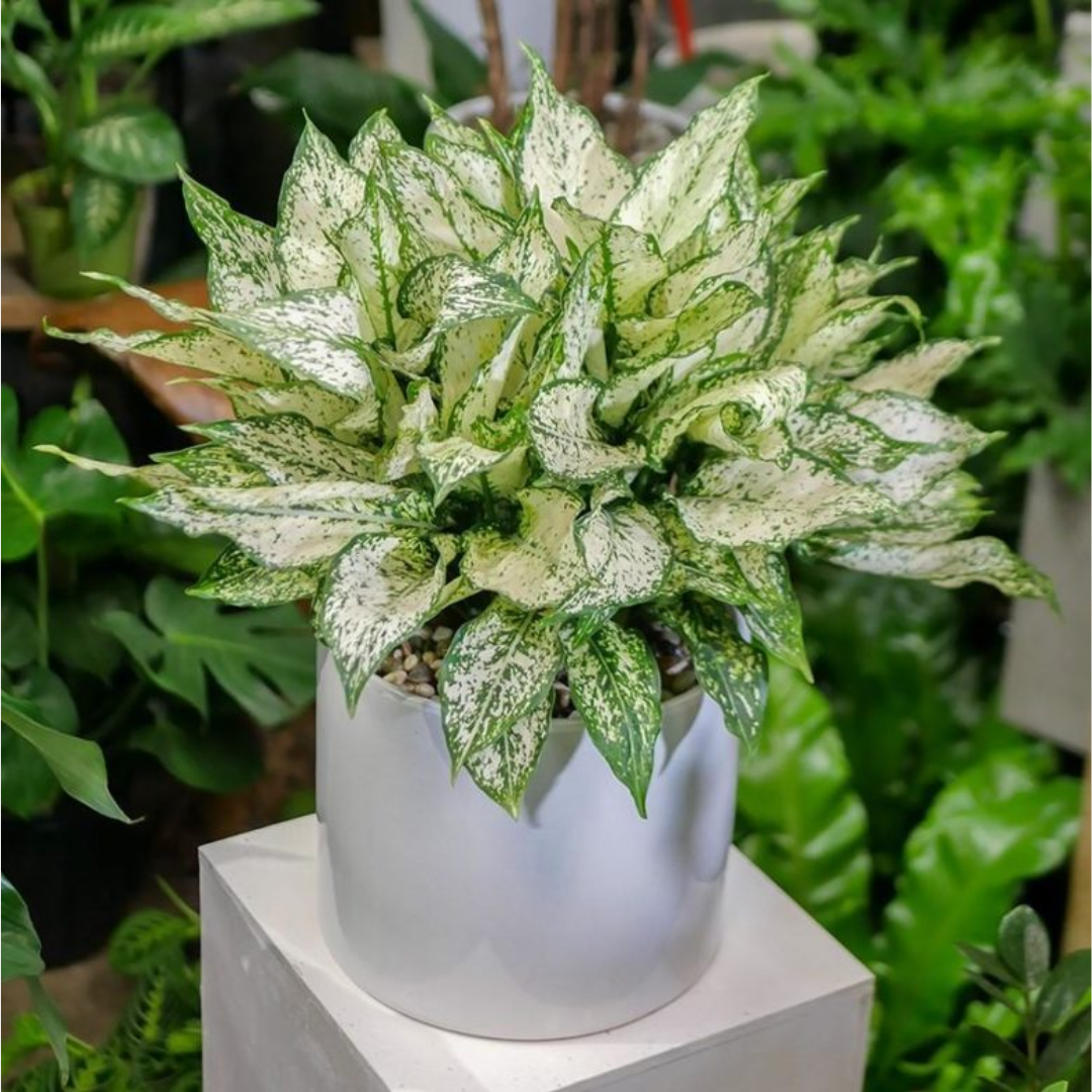 Green Paradise Aglonema (Evergreen) Natural live Indoor Plant Green