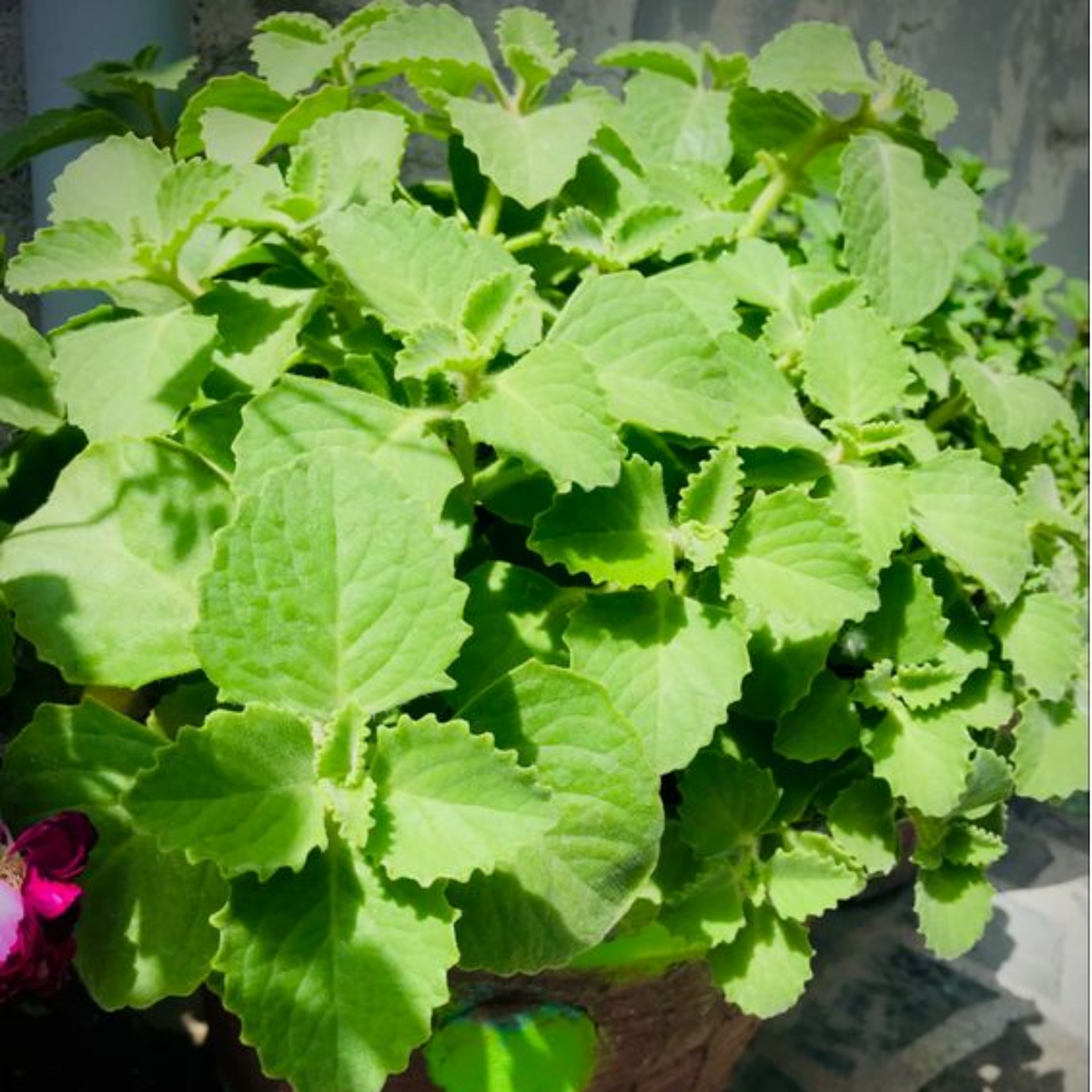 ajwain plant indoor Green Paradise Ajwain Plant – GreenParadiseLive