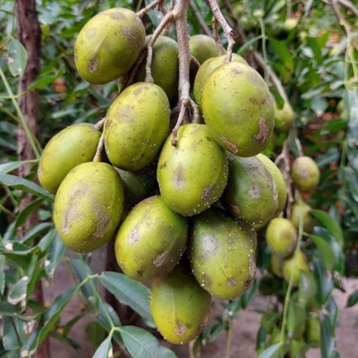 Green Paradise® Hog Plum Amra Spondias Mombin Fruit Ambada Live Grafted Plant With Polybag