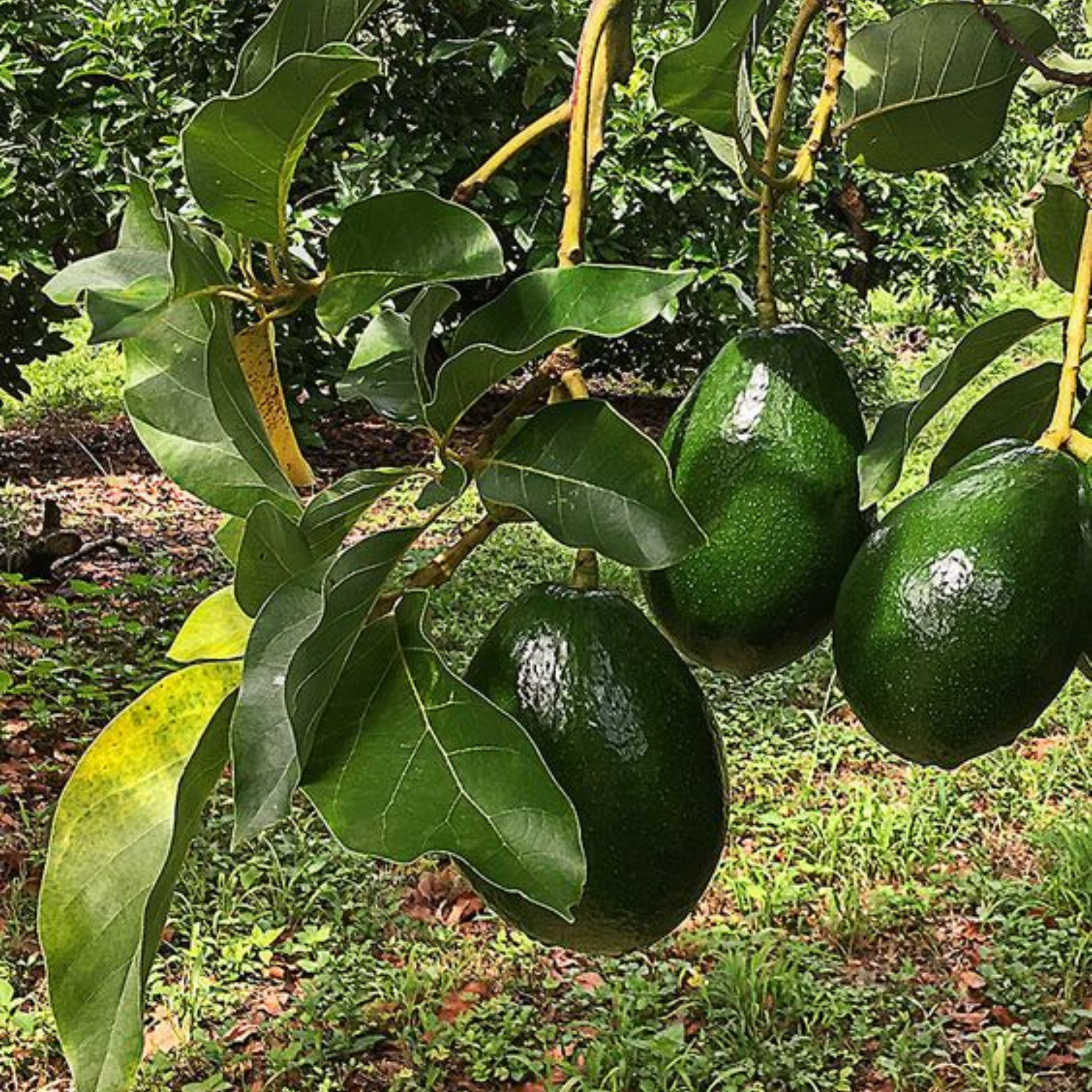 Avocado Fruit Plant Grafted Healthy greenish - purple Avacado Plant