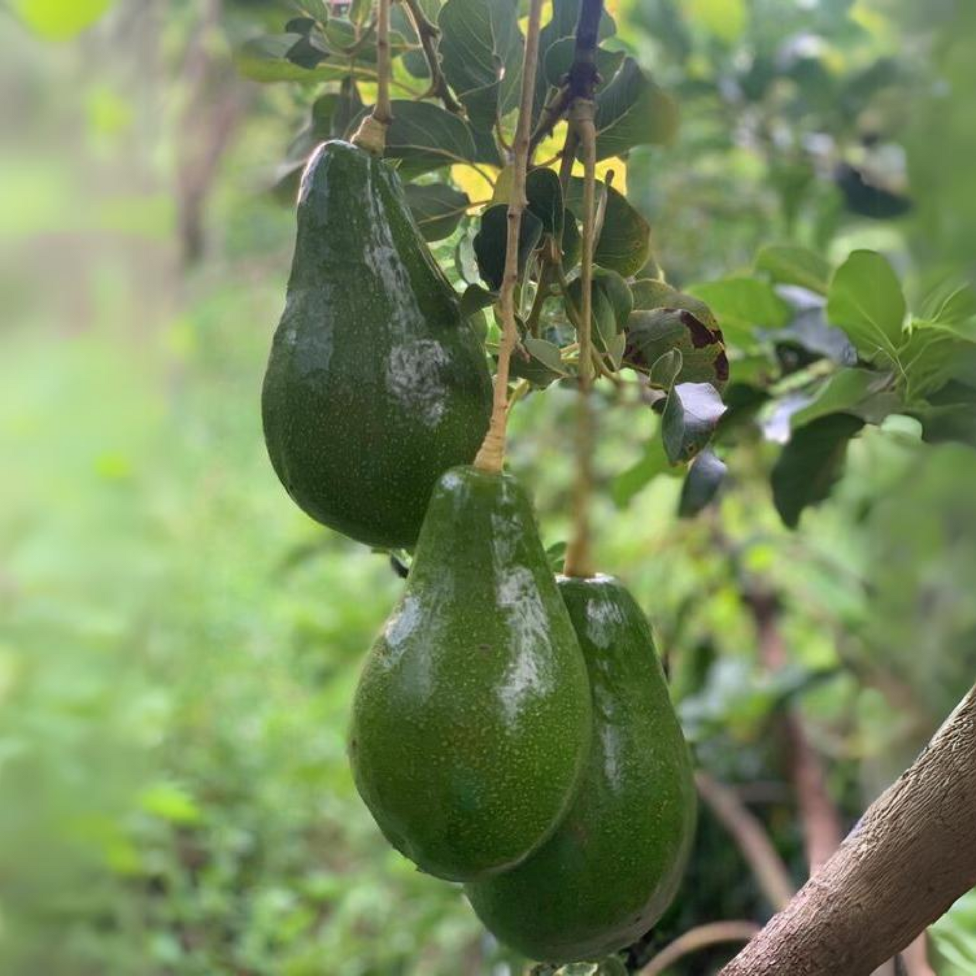 Avocado Fruit Plant Grafted Healthy greenish - purple Avacado Plant