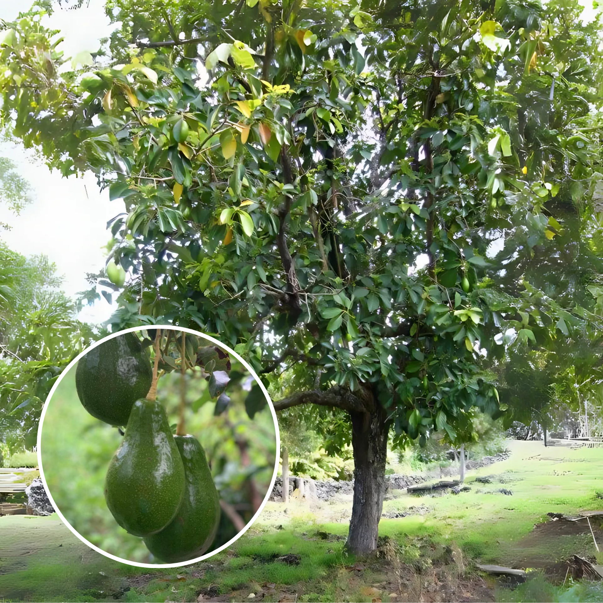 Avocado Fruit Plant Grafted Healthy greenish - purple Avacado Plant