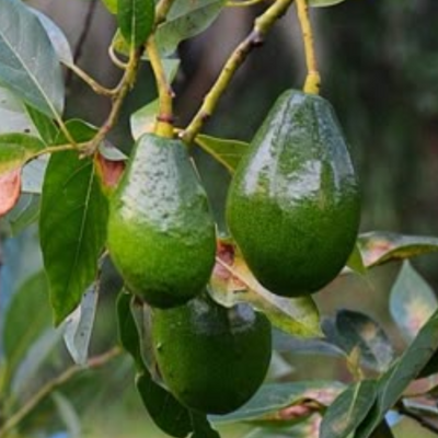 Avocado Fruit Plant Grafted Healthy greenish - purple Avacado Plant