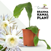 Green Paradise® Live and Rare Brahmakamal Plant (1 healthy plant )