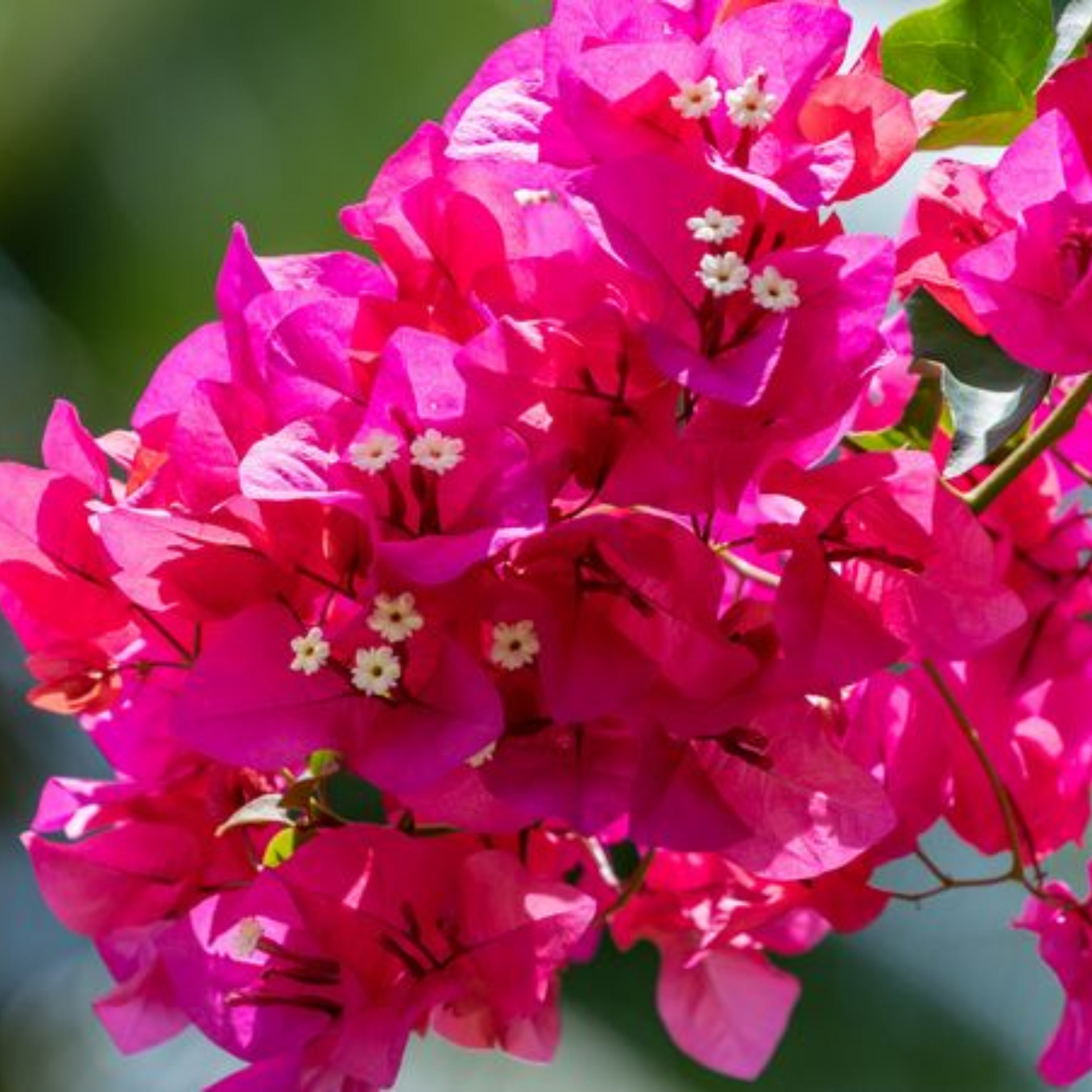 Bougainvillea New Torch GLory Dark Pink