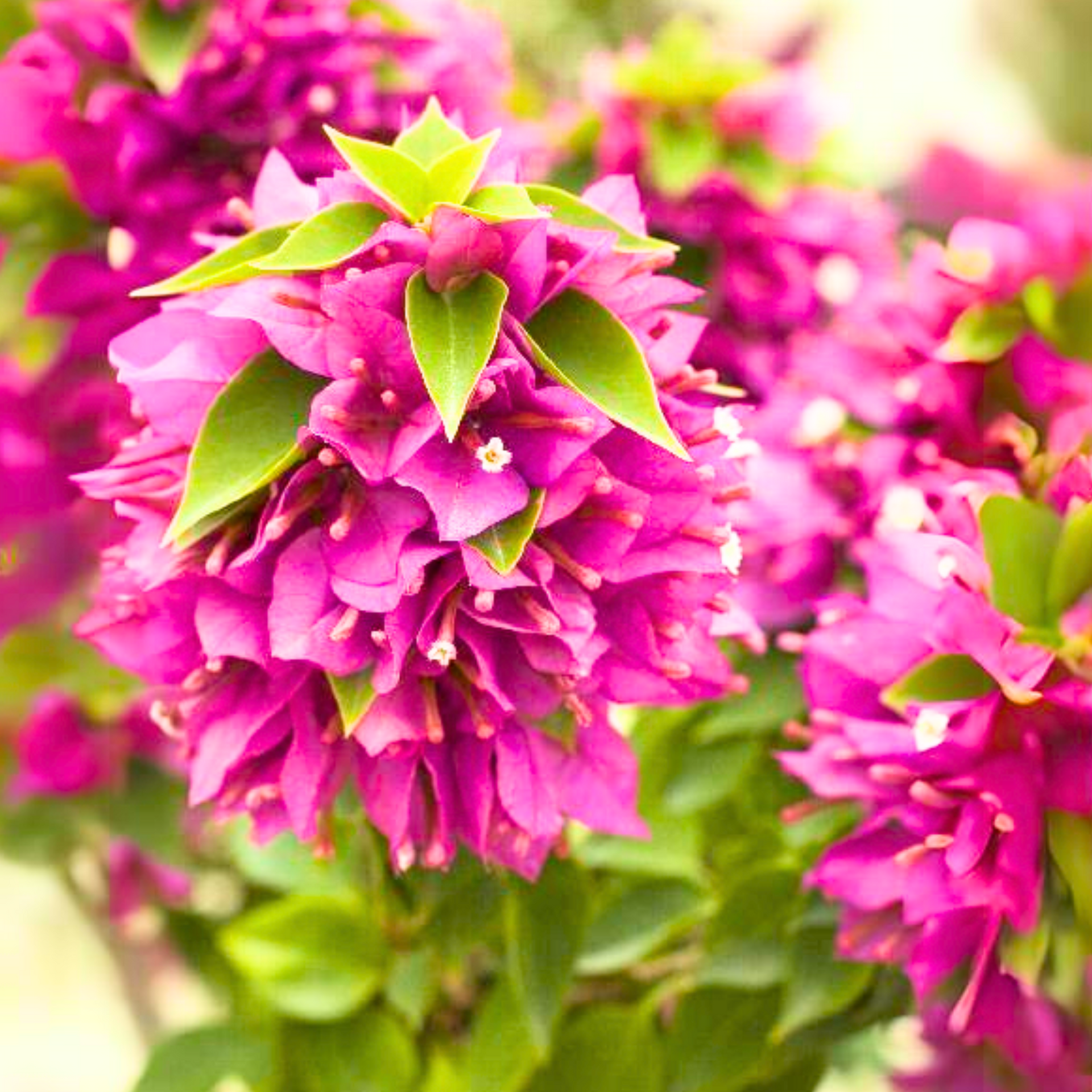 Bougainvillea New Torch GLory Dark Pink