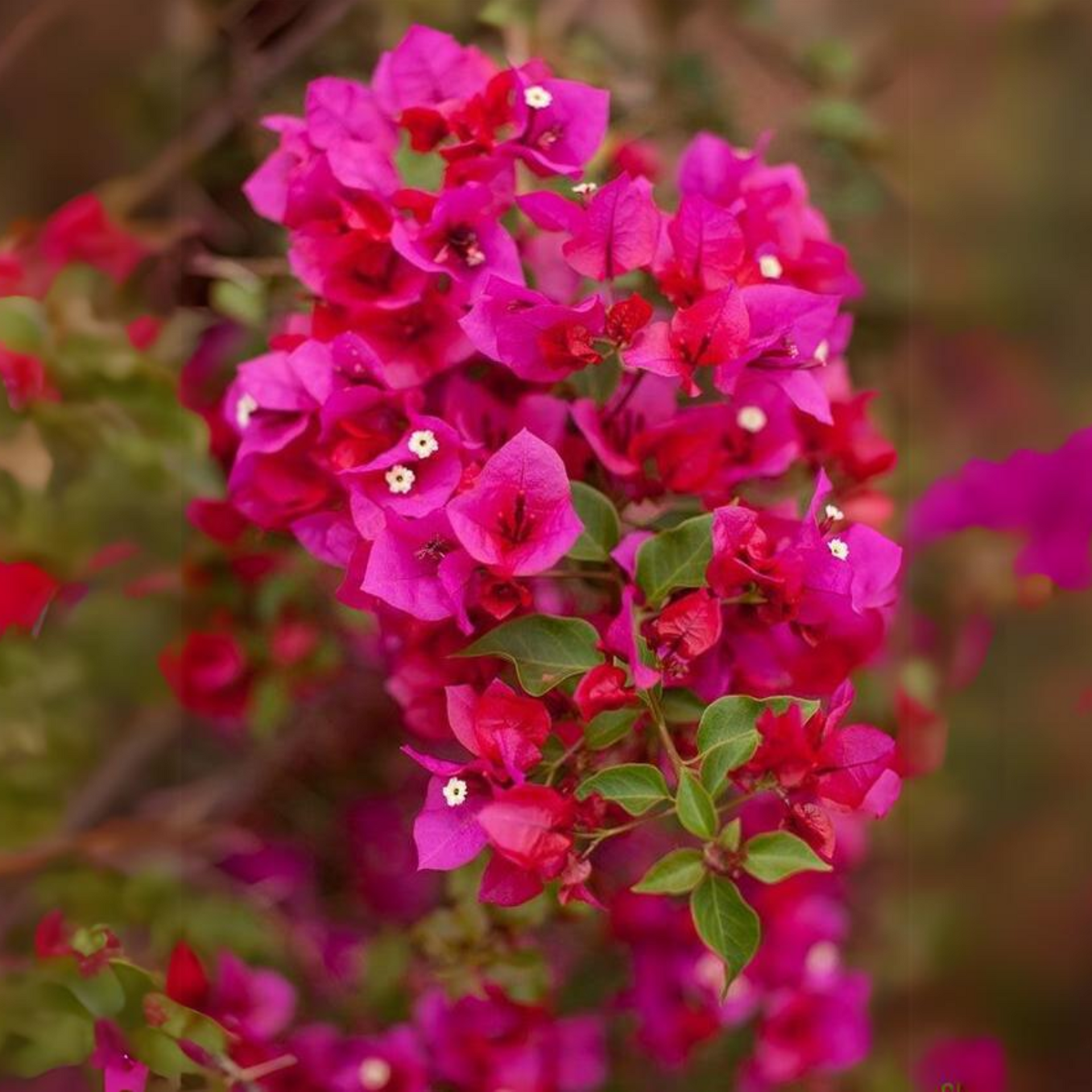 Bougainvillea New Torch GLory Dark Pink