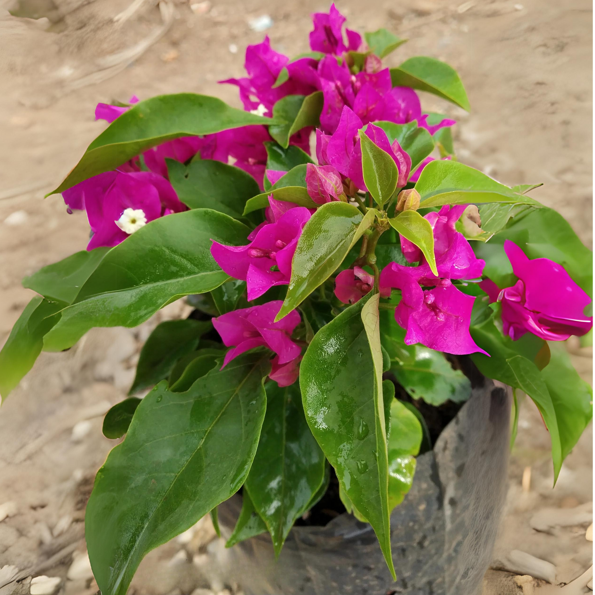 Bougainvillea New Torch GLory Dark Pink