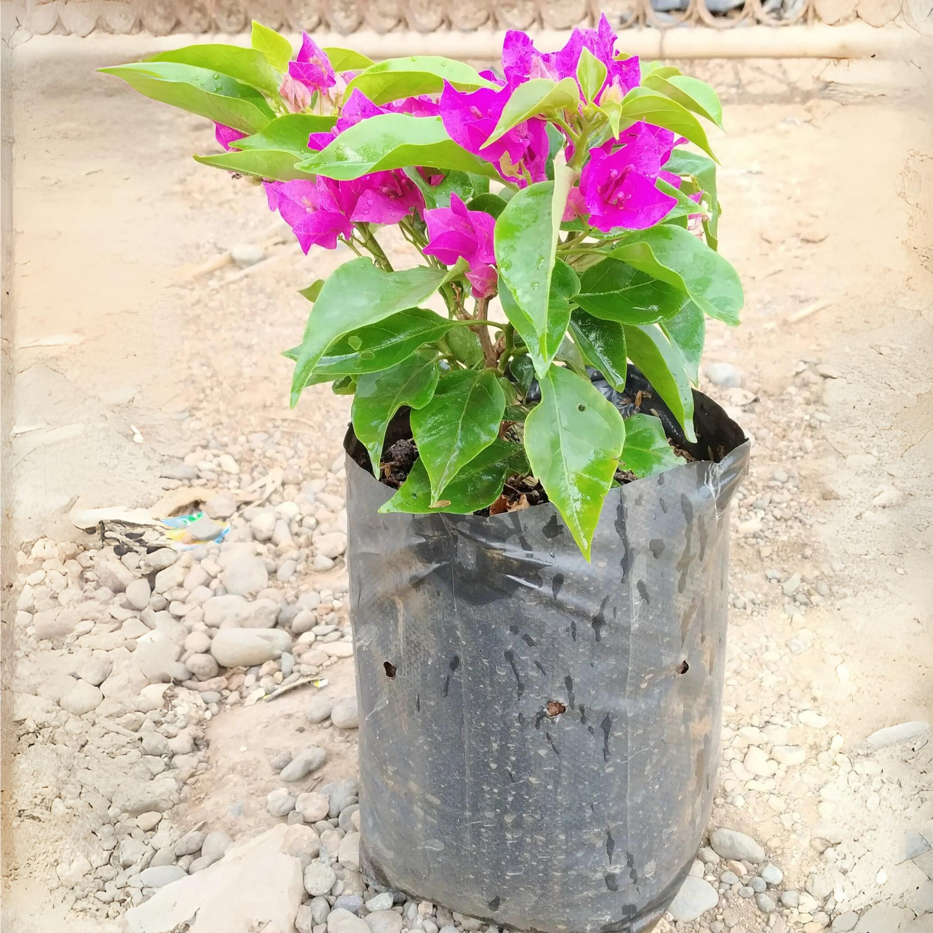 Bougainvillea New Torch GLory Dark Pink