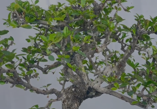 carmona microphylla Fukien tea Mature and old bonsai tree 8 years plastic training pot