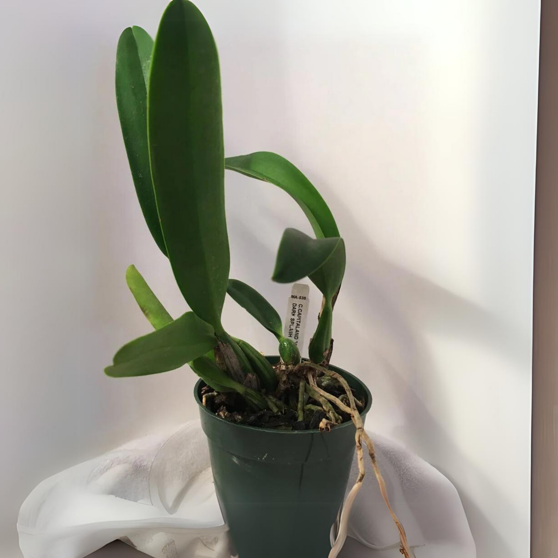 cattleya orchid Pink-Violet hybride