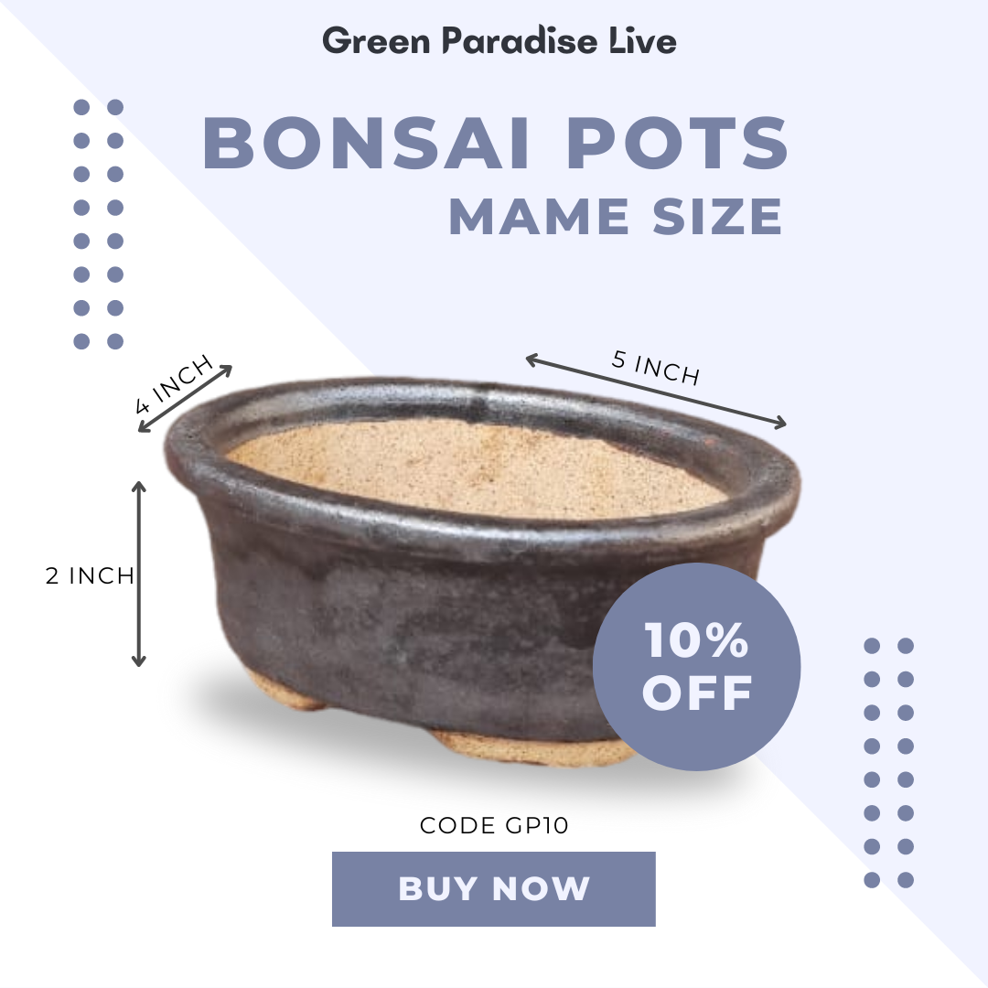 Green Paradise® Ceramic Bonsai Pots Mame Size Pot