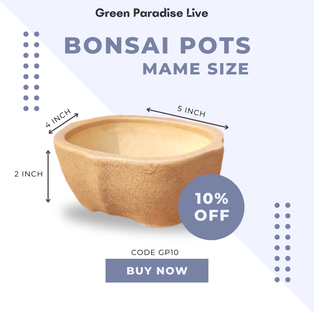 Green Paradise® Ceramic Bonsai Pots Mame Size Pot