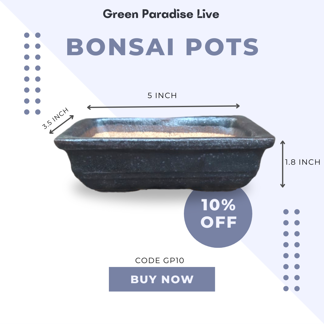 Green Paradise® Ceramic Bonsai Pots Mame Size Pot
