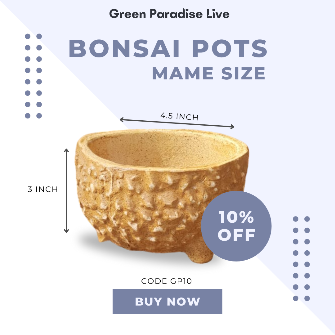 Green Paradise® Ceramic Bonsai Pots Mame Size Pot