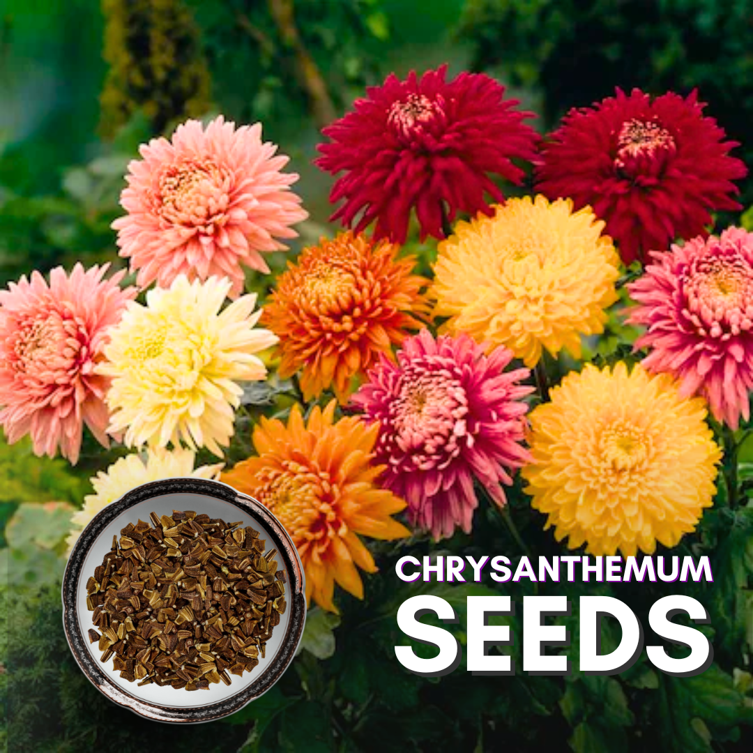jamanthi flower seeds Green Paradise® Chrysanthemum Flower Seeds Pack – GreenParadiseLive
