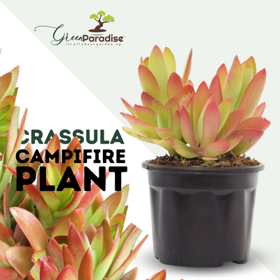 Crassula Campfire Plant