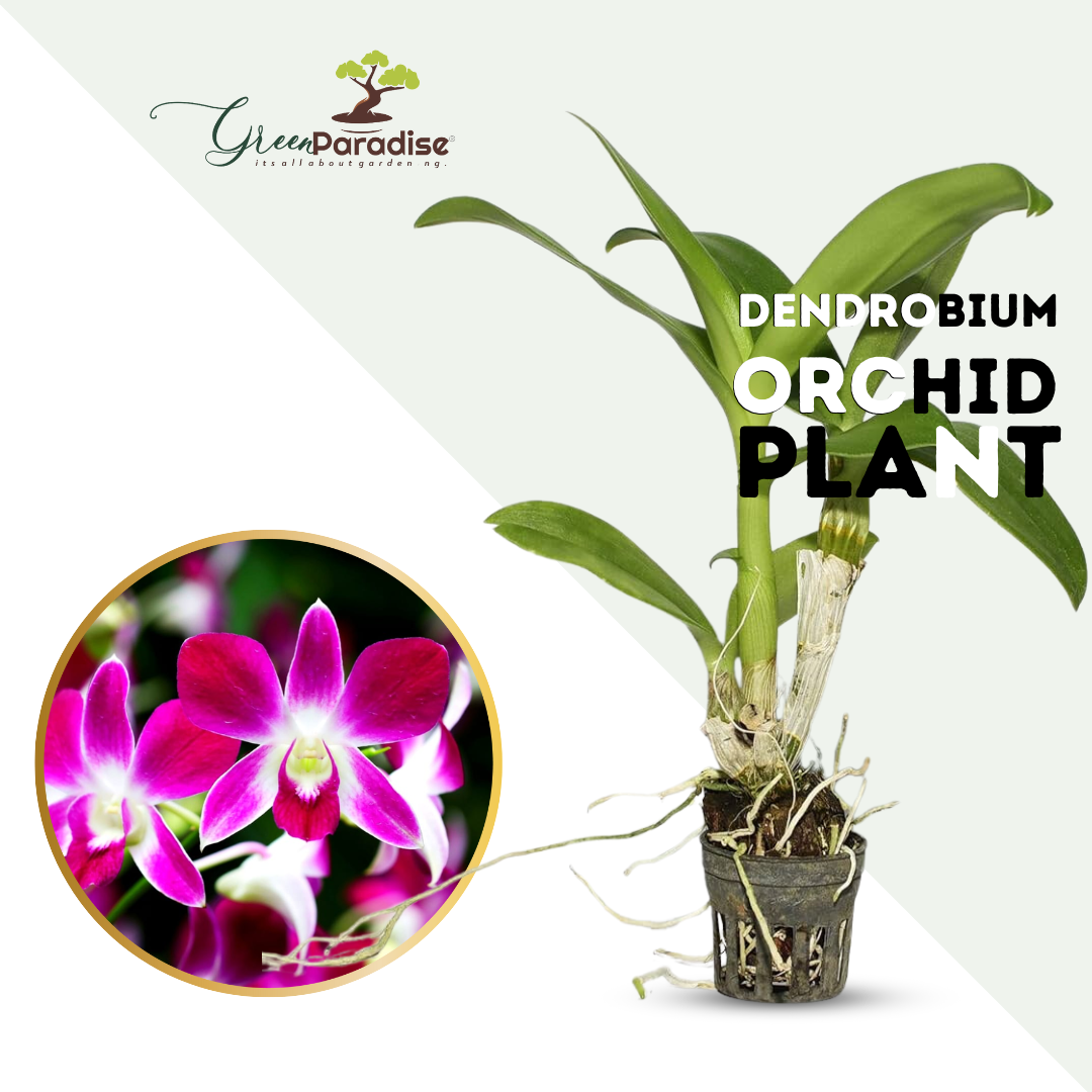 Green Paradise® Dendrobium Orchid Seedlings plants set (random colors)