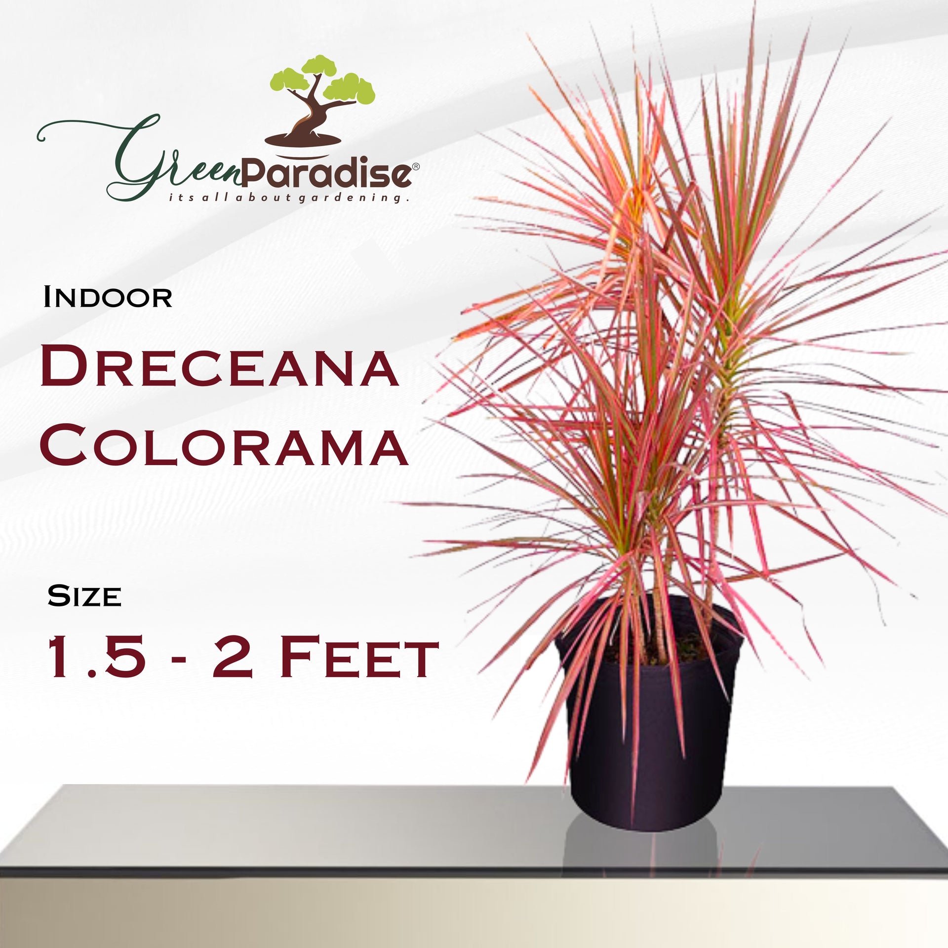 Dreceana Colorama Indoor Live Plant