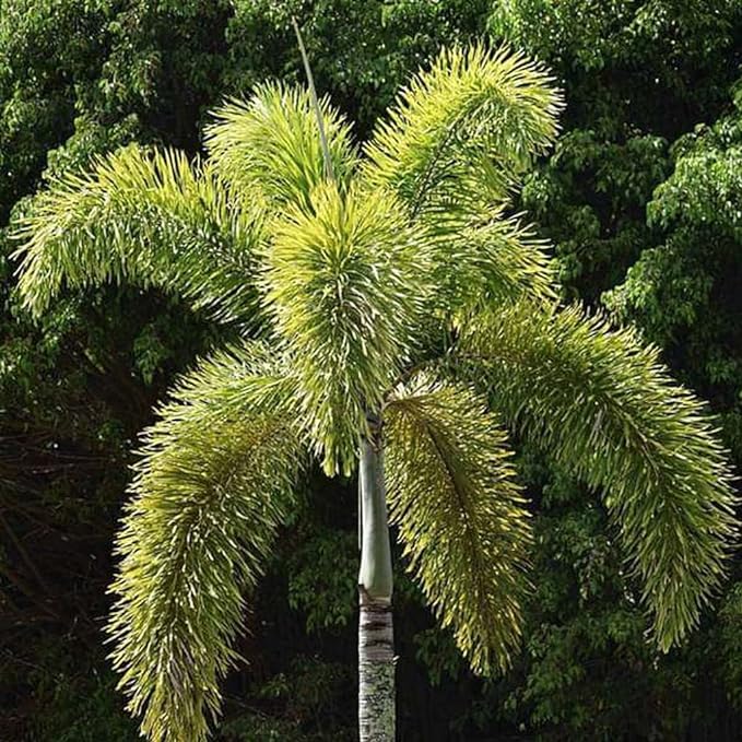Green Paradise® Foxtail Palm (Wodyetia Bifurcata) Live Plant