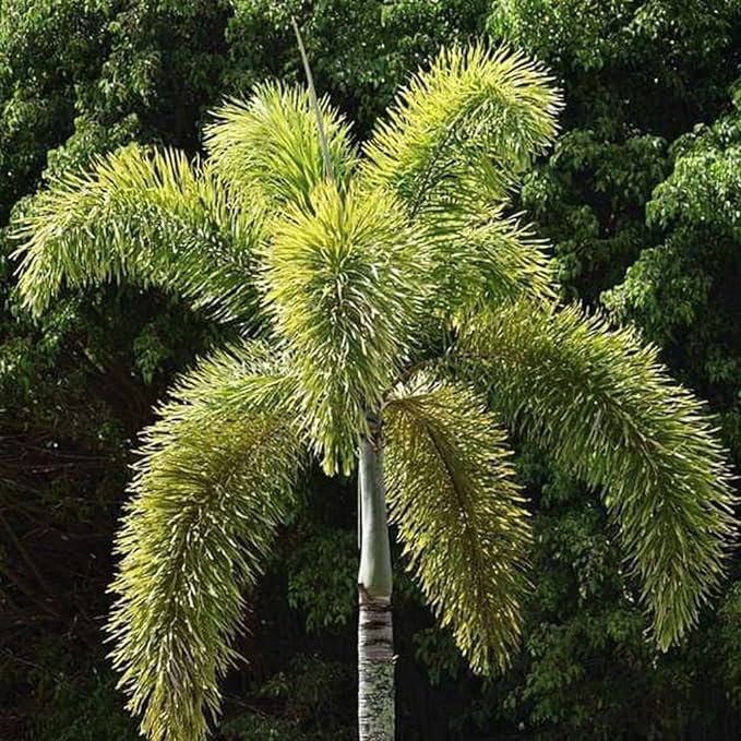 Green Paradise® Foxtail Palm (Wodyetia Bifurcata) Live Plant –  GreenParadiseLive