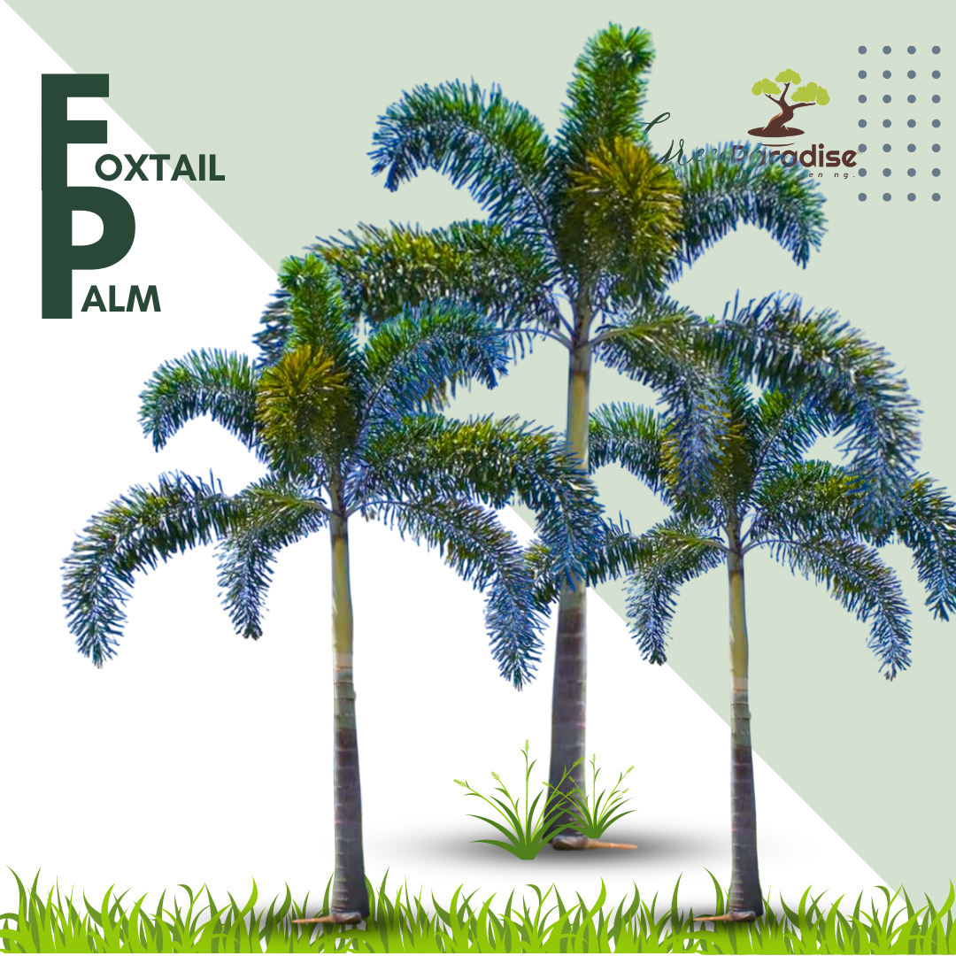 Green Paradise® Foxtail Palm (Wodyetia Bifurcata) Live Plant