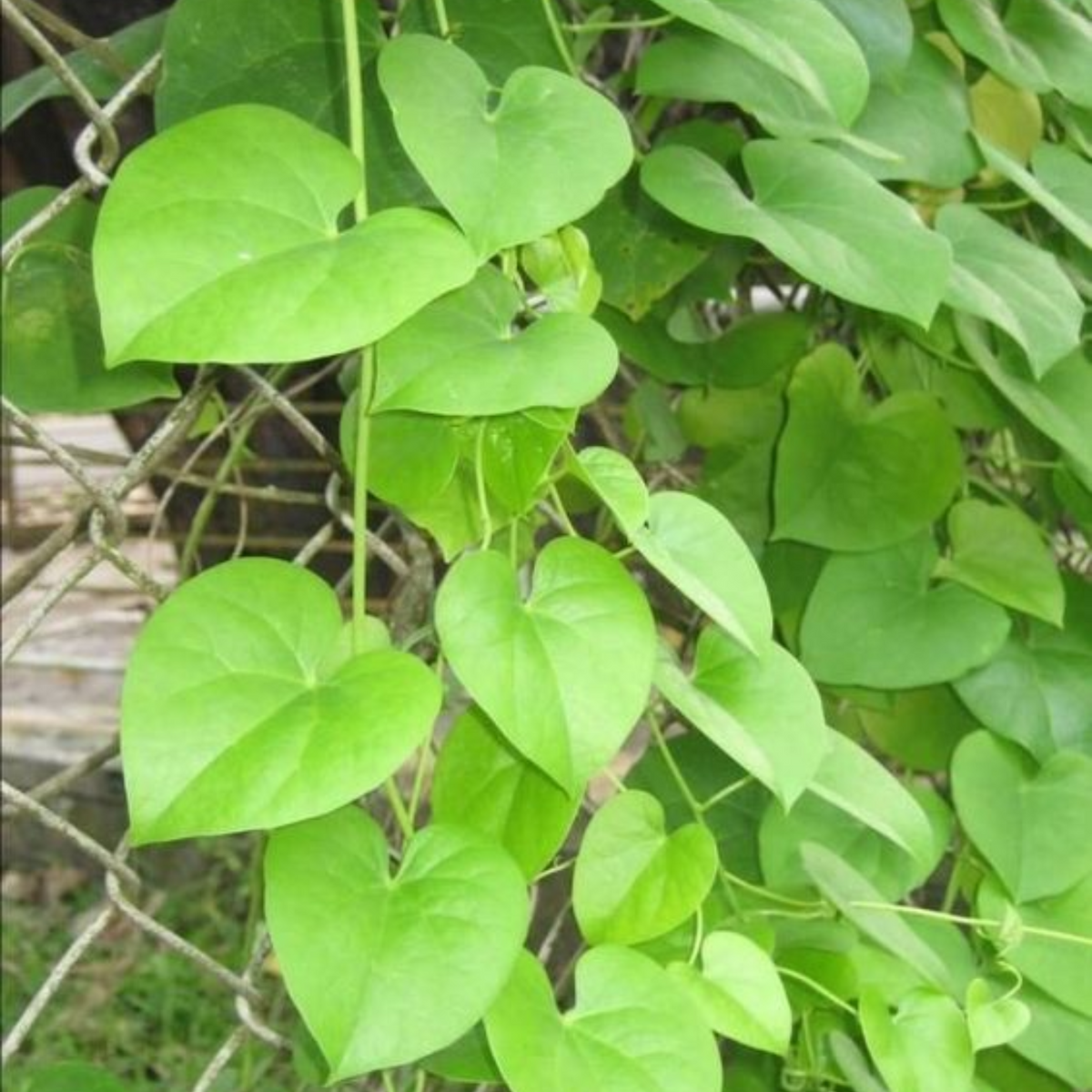 giloy seeds for planting Giloy Plant TINOSPORA CORDIFOLIA – GreenParadiseLive
