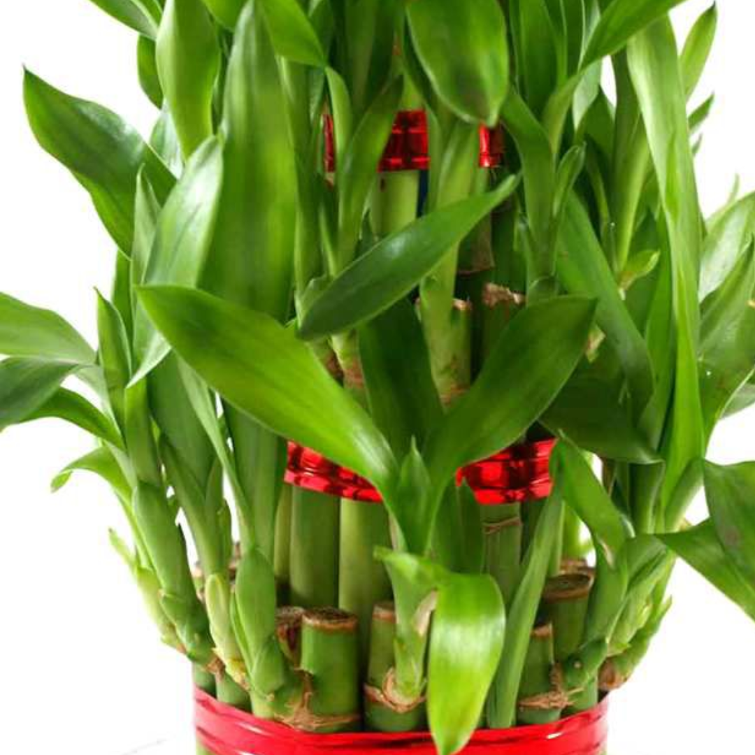 is bamboo plant air purifier Air Purifier lucky fengsui Live and Healthy 3 layer fengsui bamboo Pla –  GreenParadiseLive