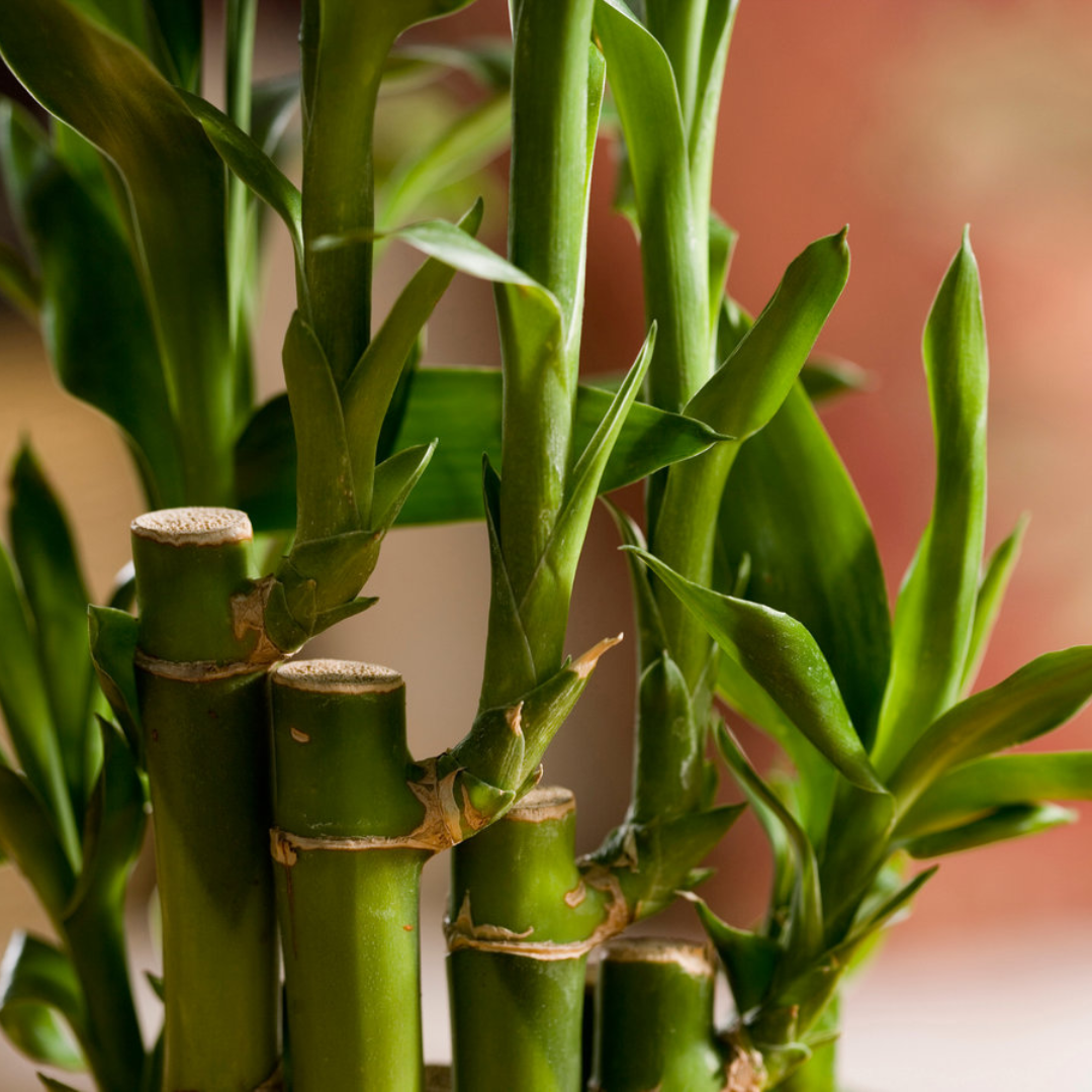 Air Purifier lucky fengsui Live and Healthy 3 layer fengsui bamboo Plant lucky plant for home and offices
