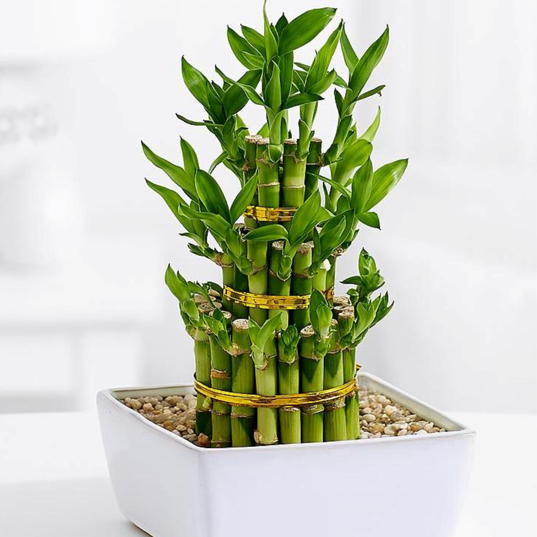 Air Purifier lucky fengsui Live and Healthy 3 layer fengsui bamboo Plant lucky plant for home and offices