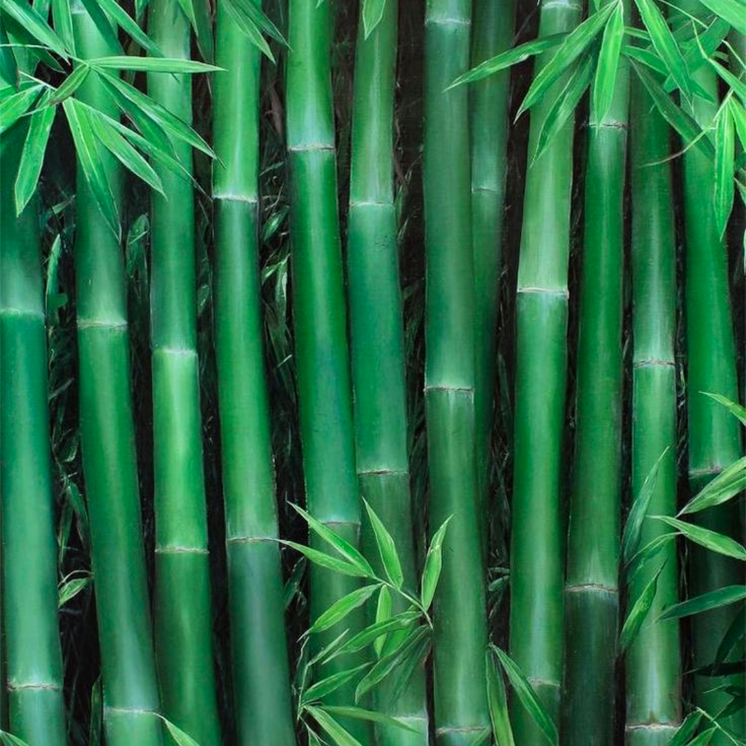 Green Paradise® Green Bambusa (Bamboo) Live Plant – GreenParadiseLive