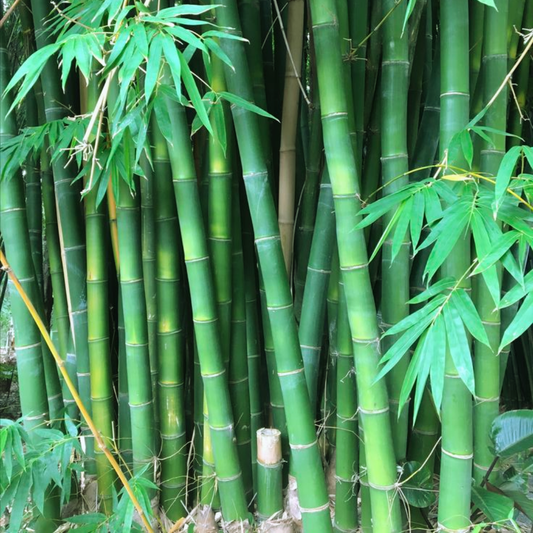 Green Paradise® Green Bambusa (Bamboo) Live Plant – GreenParadiseLive