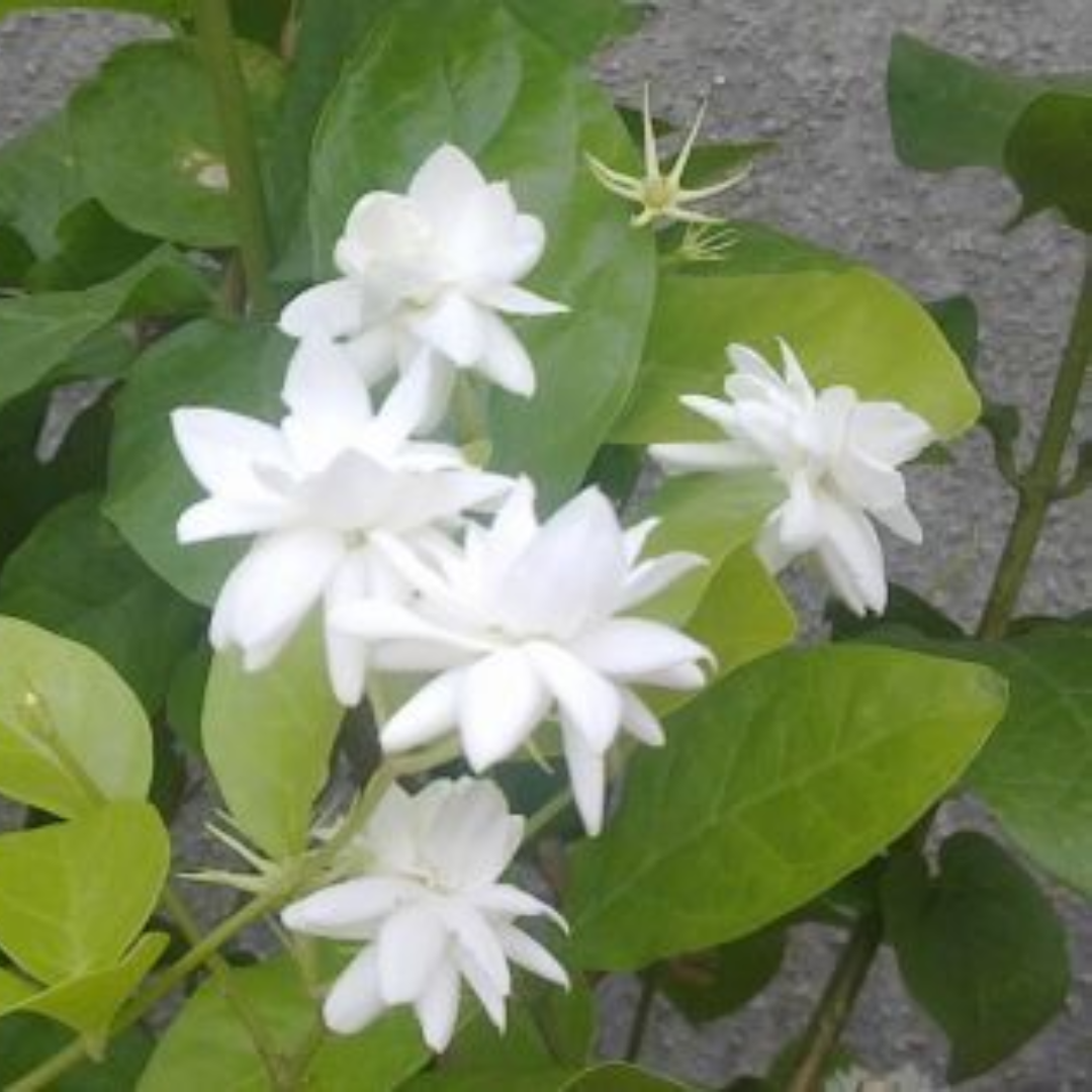 Arabian Jasmine Mogra Plant