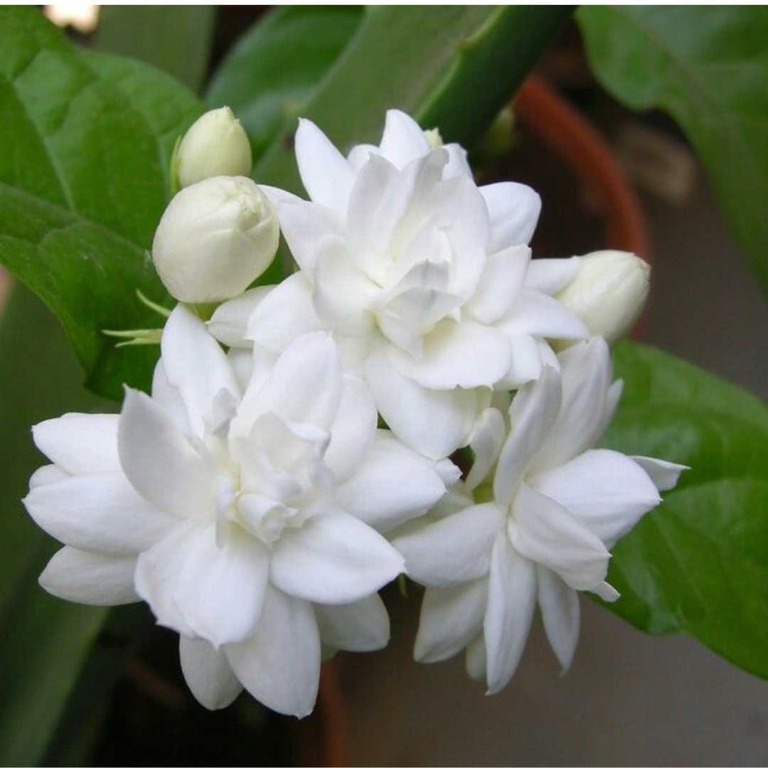Arabian Jasmine Mogra Plant GreenParadiseLive