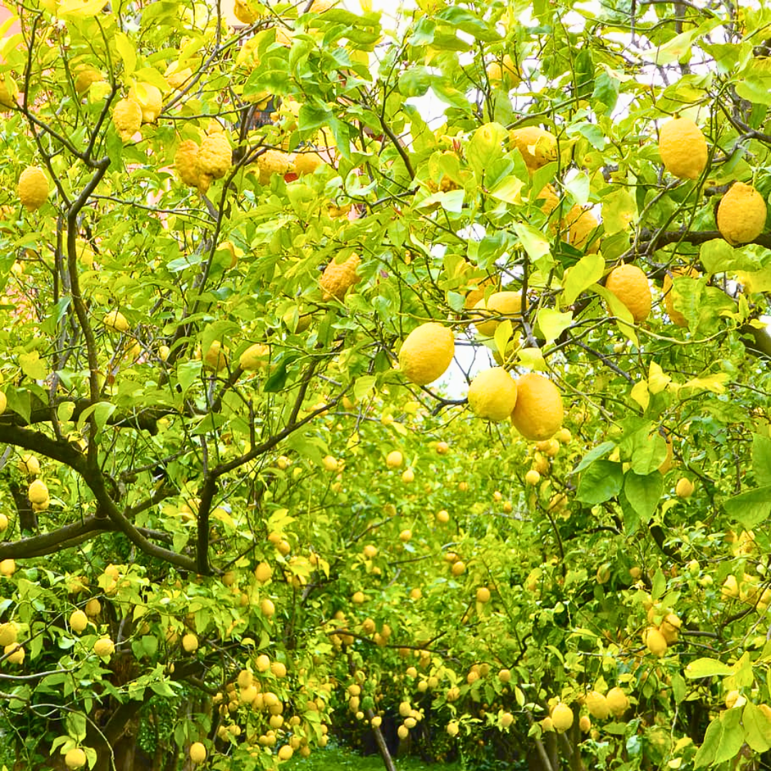 Green Paradise Italian Lemon Fruit Live Plant