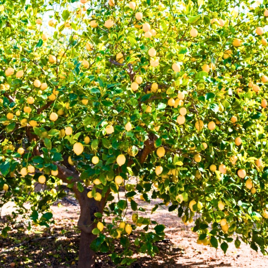 Green Paradise Italian Lemon Fruit Live Plant