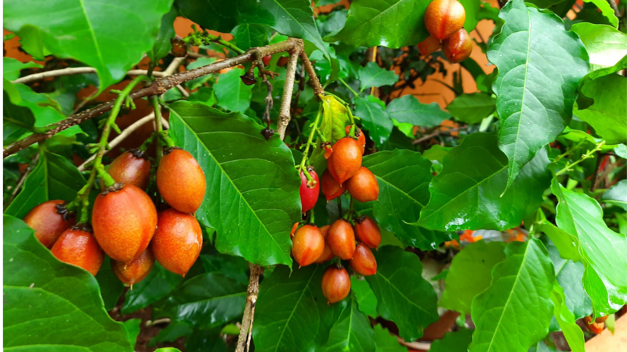 Green Paradise Peanut Butter Plant