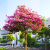 Green Paradise Tabebuia rosea  Pink Trumpet Tree