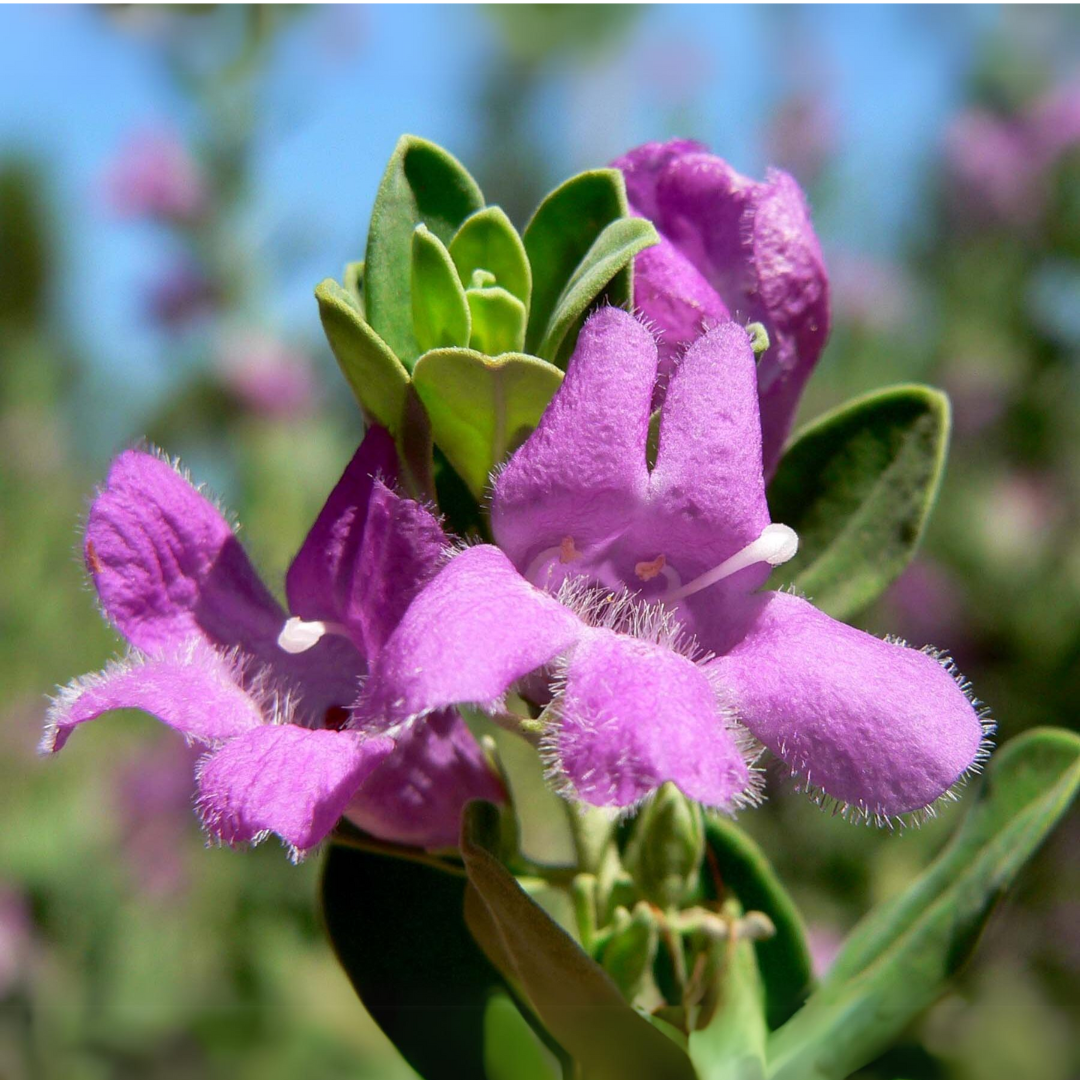 Nikotia Leucophyllum Texas Sage Live Plant