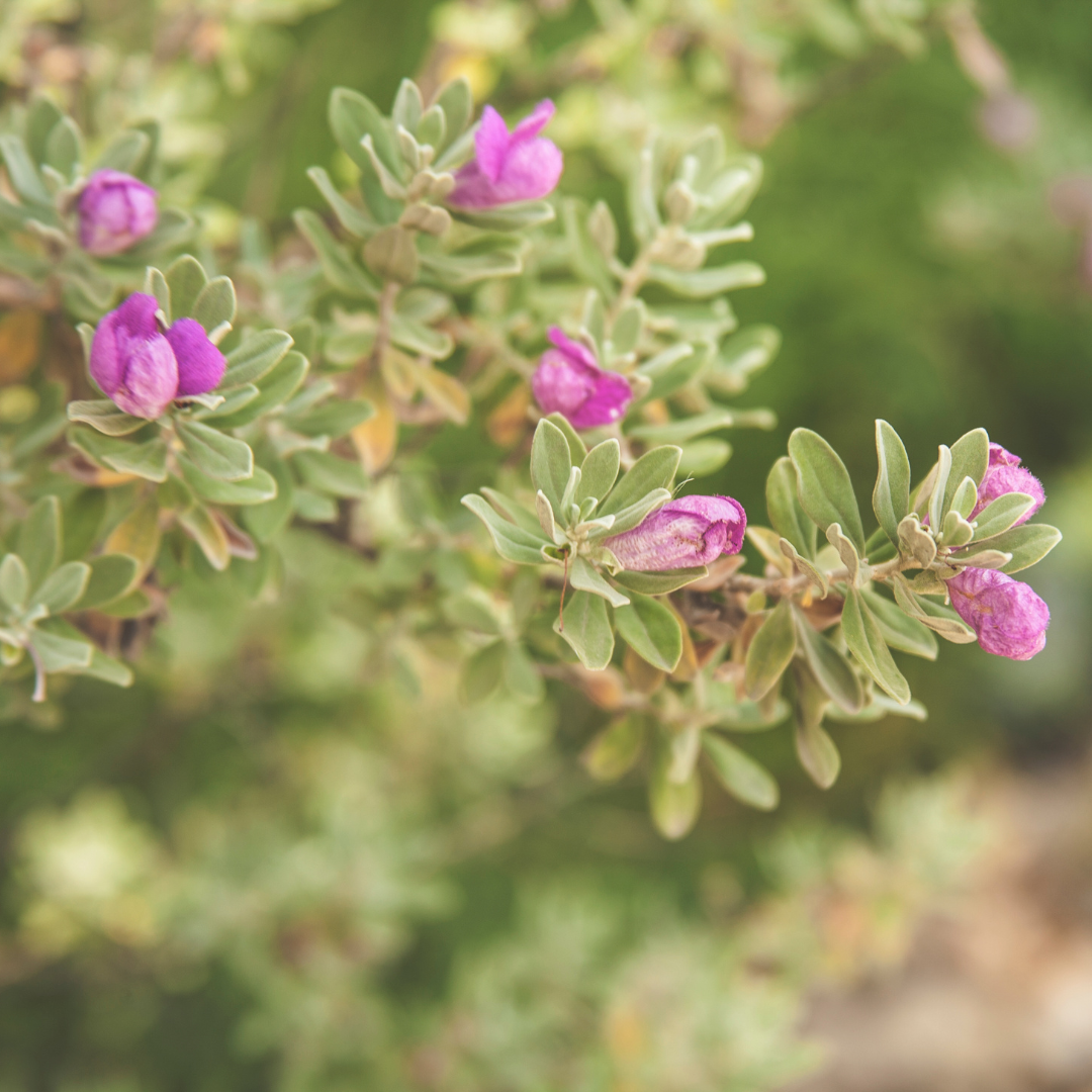 Nikotia Leucophyllum Texas Sage Live Plant
