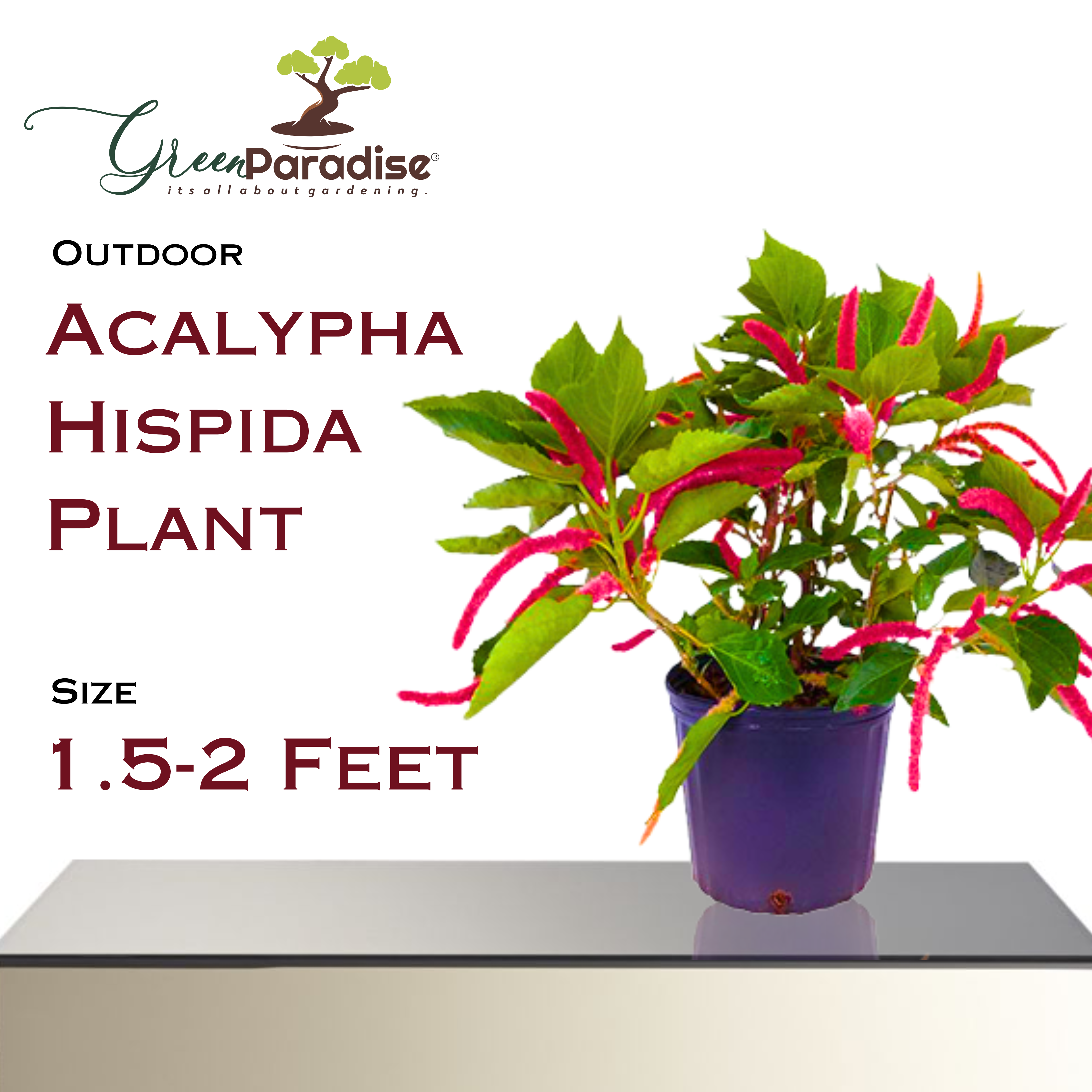 acalypha Hispida Pant Green paradise