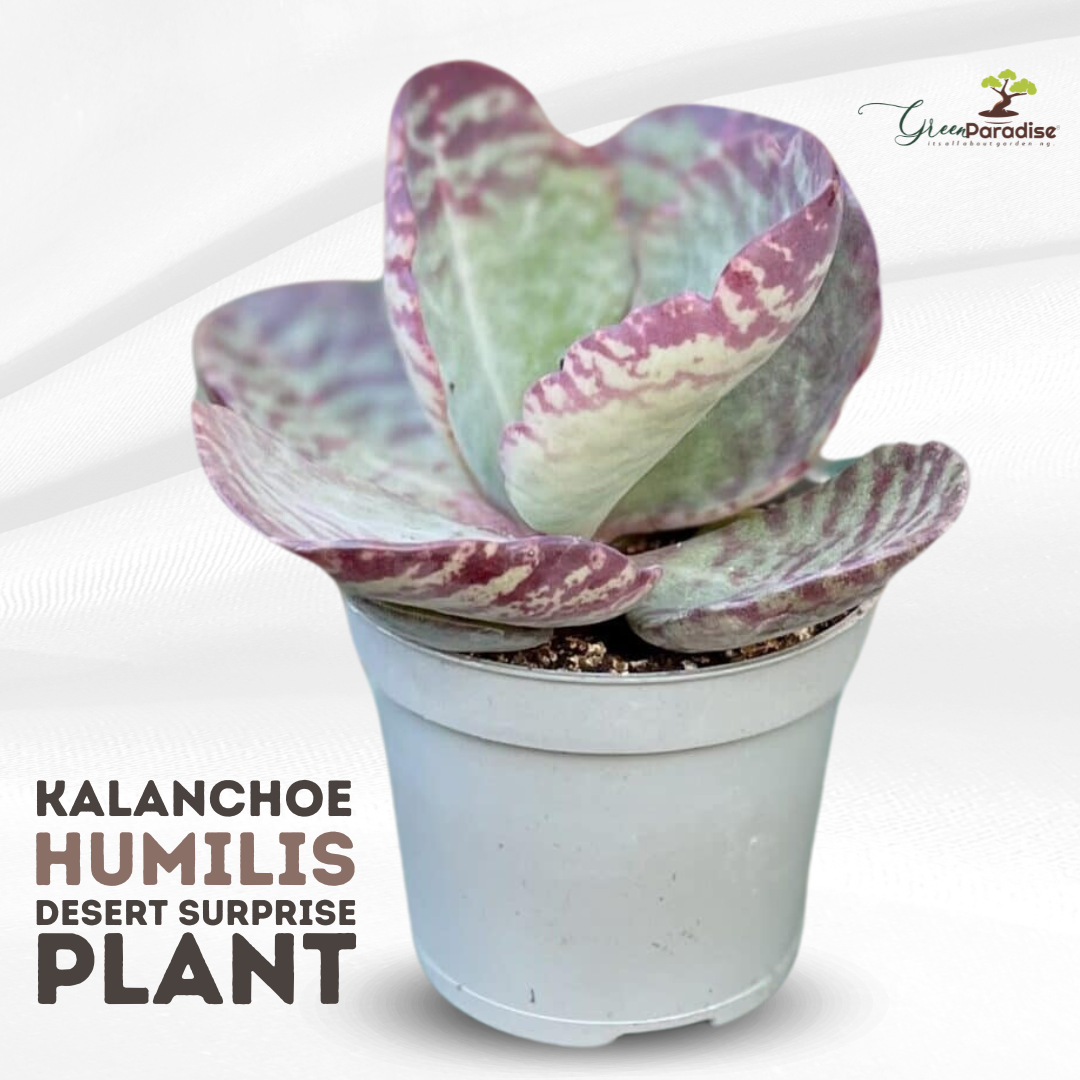 desert surprise succulent care kalanchoe-humilis-desert-surprise Live Plant – GreenParadiseLive