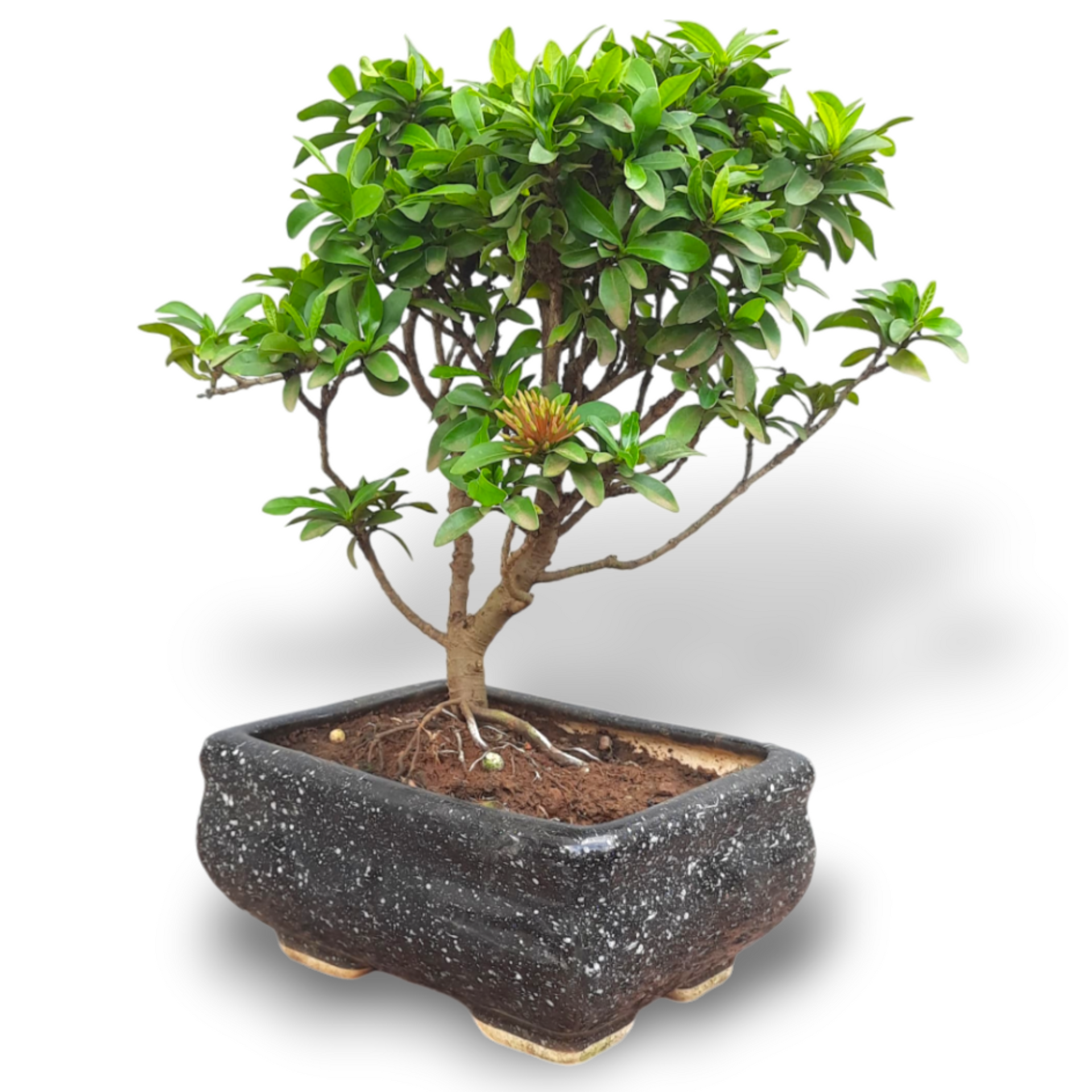 Mini Ixora Bonsai Mature And Old Tree ( Pink ) live Bonsai tree with bonsai pot